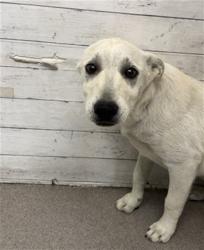 Shelter Stray Male Dog last seen WINNIPEG AND MONTREAL, 333 Chandler Pl, San Bernardino, CA 92408, USA