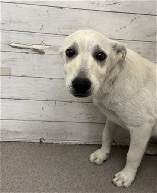 Shelter Stray Male Dog last seen WINNIPEG AND MONTREAL, 333 Chandler Pl, San Bernardino, CA 92408, USA