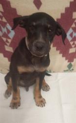 Shelter Stray Male Dog last seen , 5210 W Ave I, Lancaster, CA 93536, USA