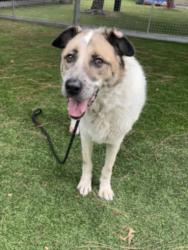 Shelter Stray Female Dog last seen , 14409 Vanowen St, Van Nuys, CA 91405, USA