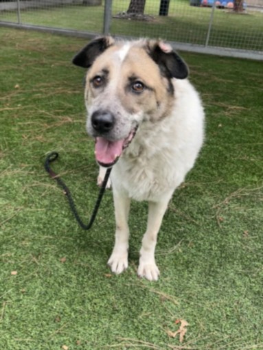 Shelter Stray Female Dog last seen , 14409 Vanowen St, Van Nuys, CA 91405, USA