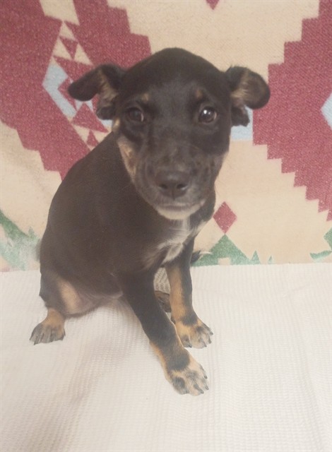 Shelter Stray Female Dog last seen , 5210 W Ave I, Lancaster, CA 93536, USA