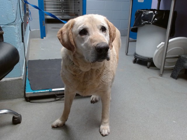 Shelter Stray Male Dog last seen Near BLOCK CAMINO SAN MARTIN SW, 11800 Sunset Gardens Rd SW, Albuquerque, NM 87121, USA