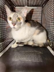 Shelter Stray Female Cat last seen , 14409 Vanowen St, Van Nuys, CA 91405, USA