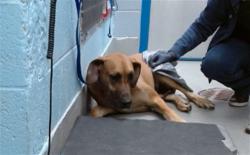 Shelter Stray Female Dog last seen Near BLOCK CAMINO SAN MARTIN SW, 11800 Sunset Gardens Rd SW, Albuquerque, NM 87121, USA