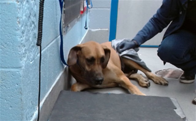 Shelter Stray Female Dog last seen Near BLOCK CAMINO SAN MARTIN SW, 11800 Sunset Gardens Rd SW, Albuquerque, NM 87121, USA