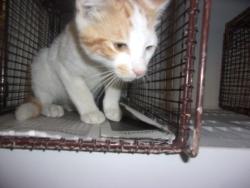 Shelter Stray Male Cat last seen , 14409 Vanowen St, Van Nuys, CA 91405, USA