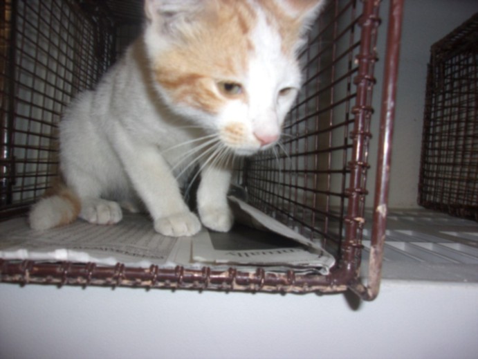 Shelter Stray Male Cat last seen , 14409 Vanowen St, Van Nuys, CA 91405, USA