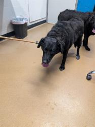 Shelter Stray Female Dog last seen OFALLON, 4850 Mid Rivers Mall Dr, St Peters, MO 63376, USA