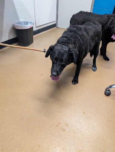 Shelter Stray Female Dog last seen OFALLON, 4850 Mid Rivers Mall Dr, St Peters, MO 63376, USA