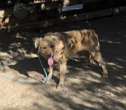 Found/Stray Female Dog last seen Sheepcreek, Phelan, CA 92371