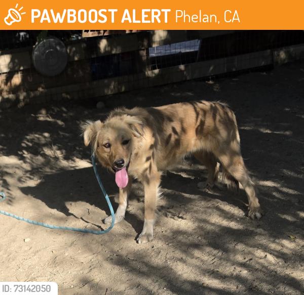 Found/Stray Female Dog last seen Sheepcreek, Phelan, CA 92371