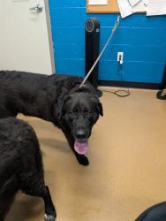 Shelter Stray Male Dog last seen OFALLON, 4850 Mid Rivers Mall Dr, St Peters, MO 63376, USA