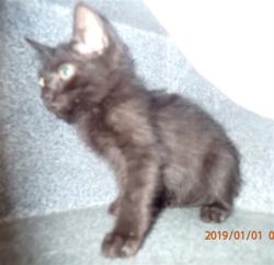 Shelter Stray Unknown Cat last seen ST PETERS, 4850 Mid Rivers Mall Dr, St Peters, MO 63376, USA