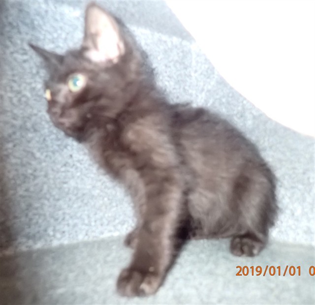 Shelter Stray Unknown Cat last seen ST PETERS, 4850 Mid Rivers Mall Dr, St Peters, MO 63376, USA
