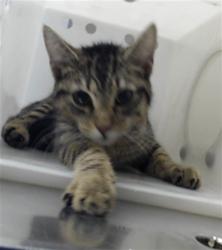 Shelter Stray Female Cat last seen Near BLOCK HOPE MILLS RD, FAYETTEVILLE NC 28304, 4704 Corporation Dr, Fayetteville, NC 28306, USA