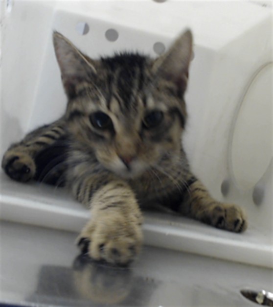 Shelter Stray Female Cat last seen Near BLOCK HOPE MILLS RD, FAYETTEVILLE NC 28304, 4704 Corporation Dr, Fayetteville, NC 28306, USA