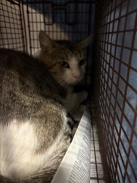 Shelter Stray Male Cat last seen , West Valley Animal Shelter, 20655 Plummer St, Chatsworth, CA 91311, USA