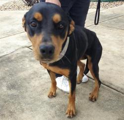 Shelter Stray Female Dog last seen Near BLOCK CULEBRA RD, 4710 TX-151, San Antonio, TX 78227, USA