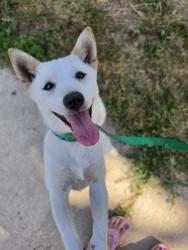 Reunited Unknown Dog last seen S 74th and Walker, West Allis, WI 53214