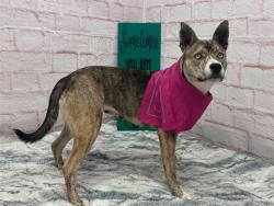 Shelter Stray Female Dog last seen Near BLOCK MARK TWAIN ST, DETROIT MI 48227, 7401 Chrysler Dr, Detroit, MI 48211, USA