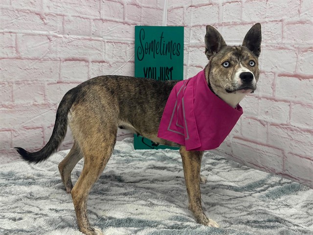 Shelter Stray Female Dog last seen Near BLOCK MARK TWAIN ST, DETROIT MI 48227, 7401 Chrysler Dr, Detroit, MI 48211, USA