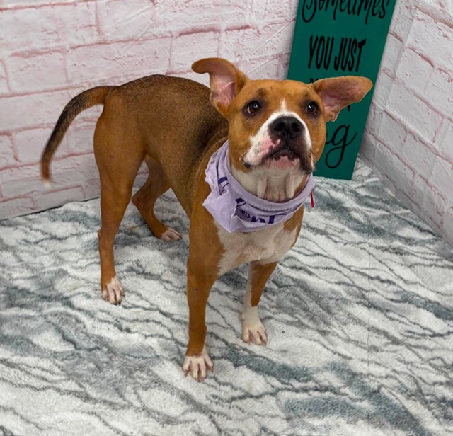 Shelter Stray Female Dog last seen Near BLOCK WILFRED ST, DETROIT MI 48213, 7401 Chrysler Dr, Detroit, MI 48211, USA