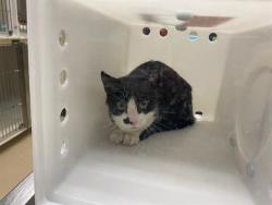 Shelter Stray Unknown Cat last seen Near BLOCK W CLEVELAND AVE, 3839 W Burnham St, West Milwaukee, WI 53215, USA