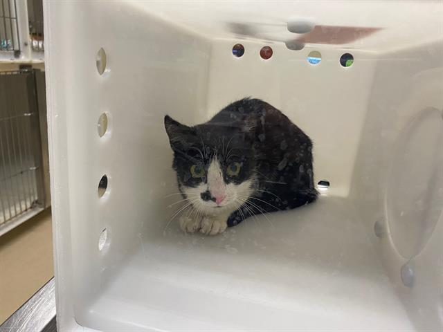 Shelter Stray Unknown Cat last seen Near BLOCK W CLEVELAND AVE, 3839 W Burnham St, West Milwaukee, WI 53215, USA