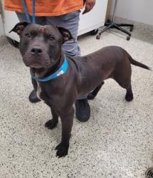 Shelter Stray Male Dog last seen Near BLOCK W 7 MILE RD, DETROIT, MI 48219, 7401 Chrysler Dr, Detroit, MI 48211, USA