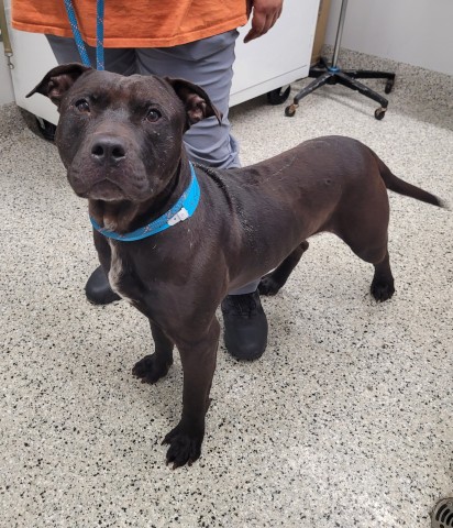 Shelter Stray Male Dog last seen Near BLOCK W 7 MILE RD, DETROIT, MI 48219, 7401 Chrysler Dr, Detroit, MI 48211, USA