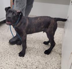 Shelter Stray Male Dog last seen Near BLOCK NORWOOD ST, DETROIT, MI 48234, 7401 Chrysler Dr, Detroit, MI 48211, USA