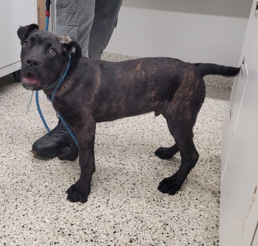 Shelter Stray Male Dog last seen Near BLOCK NORWOOD ST, DETROIT, MI 48234, 7401 Chrysler Dr, Detroit, MI 48211, USA