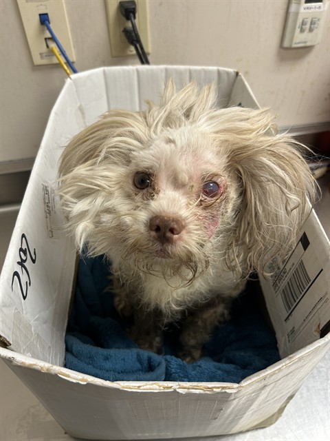 Shelter Stray Male Dog last seen COUNTRY PARK DR/HAYFIELD CIR, 95828, 3839 Bradshaw Rd, Sacramento, CA 95827, USA