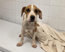 Shelter Stray Male Dog last seen Near BLOCK NW 8 RD, 3599 NW 79th Ave, Doral, FL 33122, USA