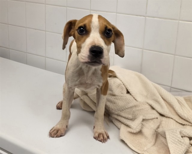 Shelter Stray Male Dog last seen Near BLOCK NW 8 RD, 3599 NW 79th Ave, Doral, FL 33122, USA