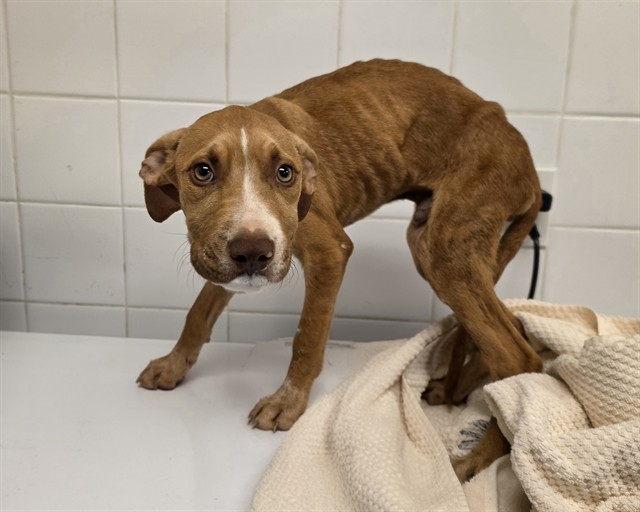 Shelter Stray Male Dog last seen Near BLOCK NW 8 RD, 3599 NW 79th Ave, Doral, FL 33122, USA