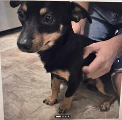 Reunited Male Dog last seen Ivar Ave & Hermosa, Temple City, CA 91780