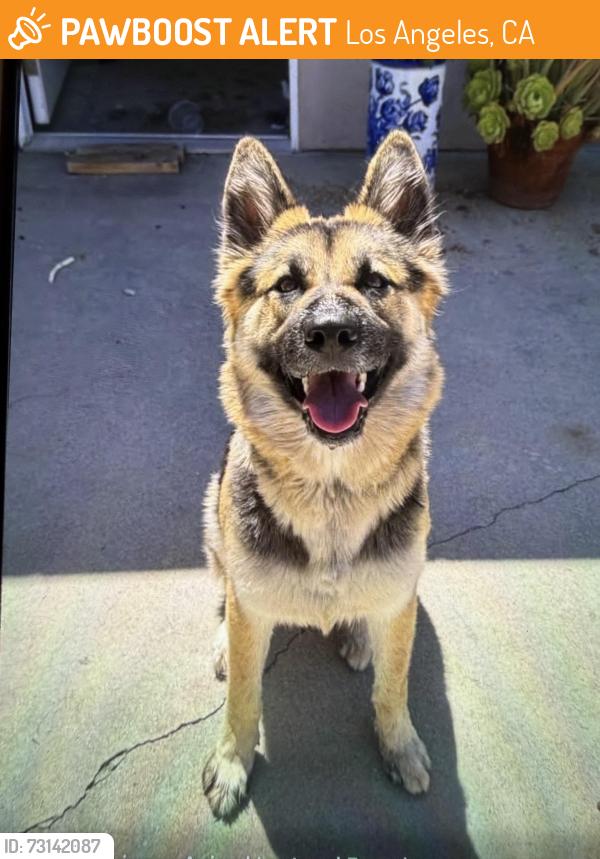 Found/Stray Female Dog last seen Unknown, Los Angeles, CA 91352