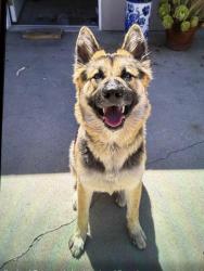 Found/Stray Female Dog last seen Unknown, Los Angeles, CA 91352