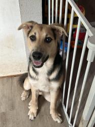 Reunited Female Dog last seen E rosemary st, Seguin, TX 78155