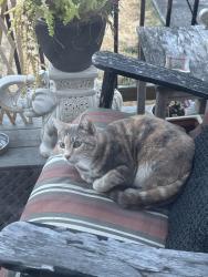 Found/Stray Female Cat last seen Cedar St- Edison Elementary School, Tacoma, WA 98409