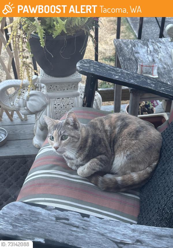 Found/Stray Female Cat last seen Cedar St- Edison Elementary School, Tacoma, WA 98409