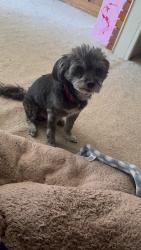 Reunited Male Dog last seen NW 23rd and Donald, Oklahoma City, OK 73127