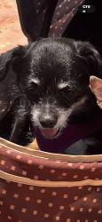 Lost Female Dog last seen Wycliff and Rosewood and hondo, Dallas, TX 75219