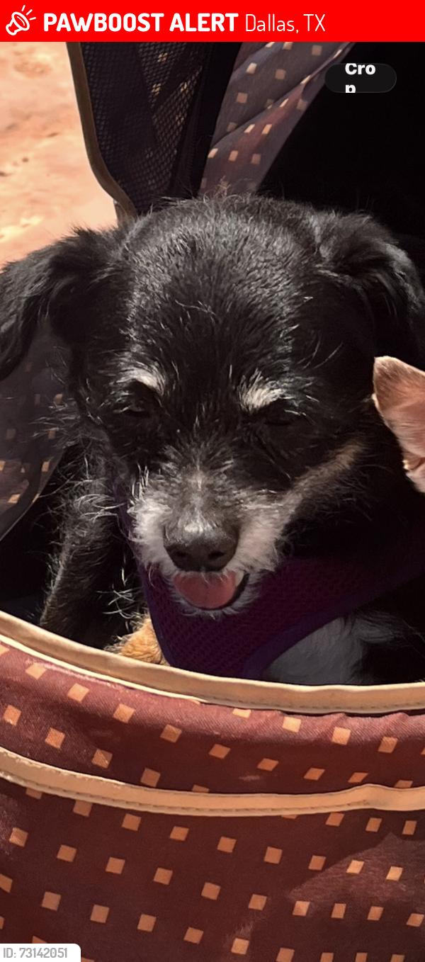 Lost Female Dog last seen Wycliff and Rosewood and hondo, Dallas, TX 75219