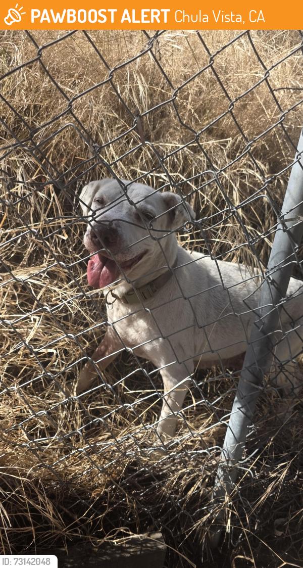 Found/Stray Unknown Dog last seen Behind bonita court apmts, Chula Vista, CA 91910