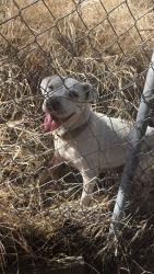 Found/Stray Unknown Dog last seen Behind bonita court apmts, Chula Vista, CA 91910