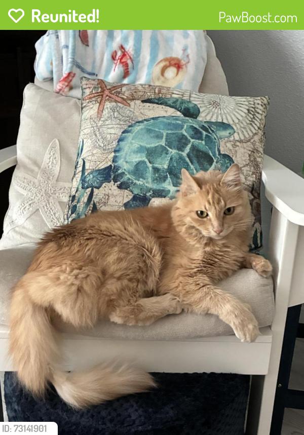 Reunited Male Cat last seen Knoll and Cooper, Vista, CA 92083