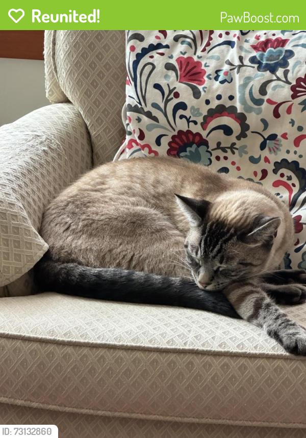 Reunited Male Cat last seen Braemar and St. Paul’s north vancouver, North Vancouver, BC V7N 1T2